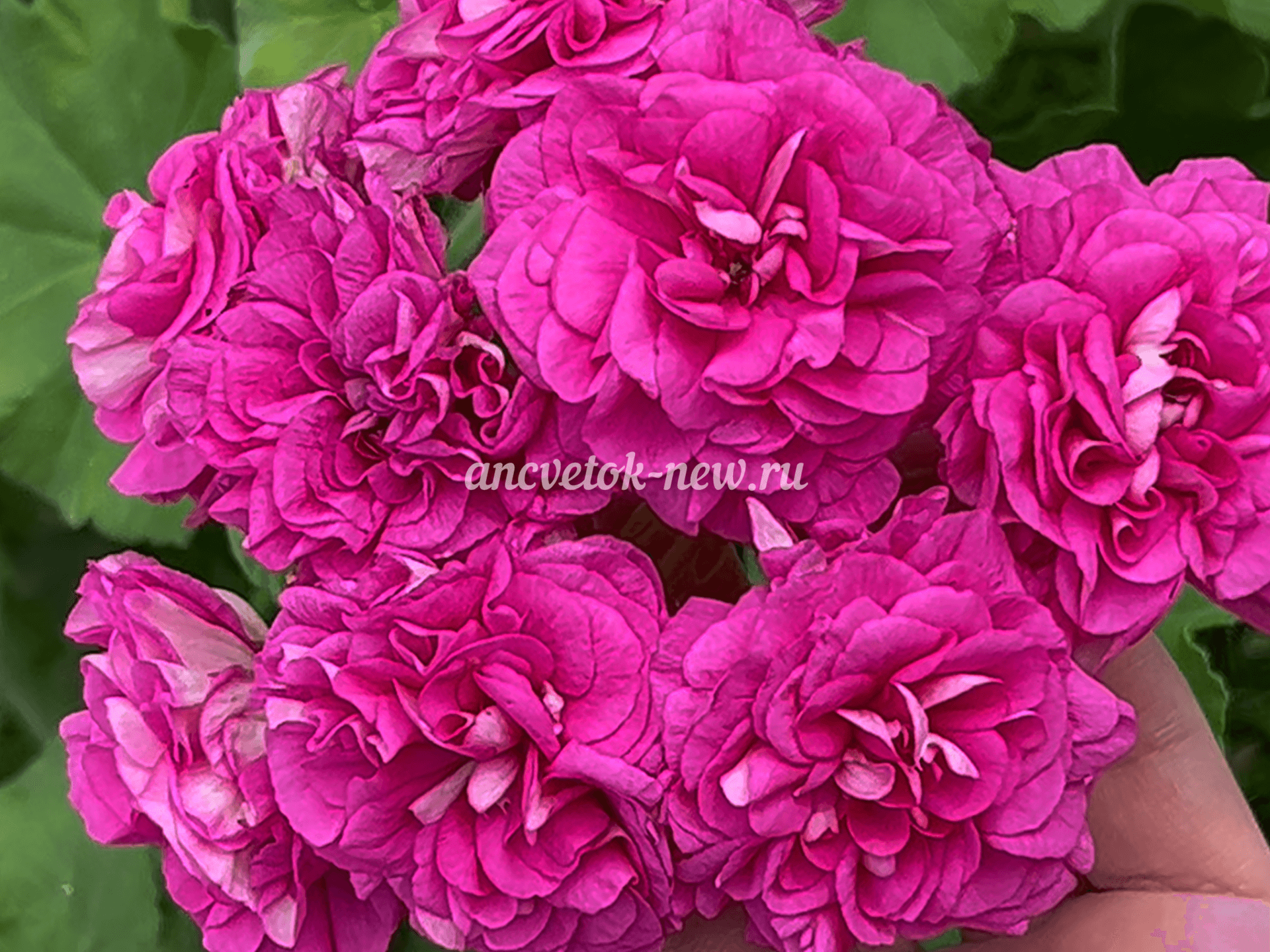 5897acf2-d638-48f1-b625-56029387912f.PNG