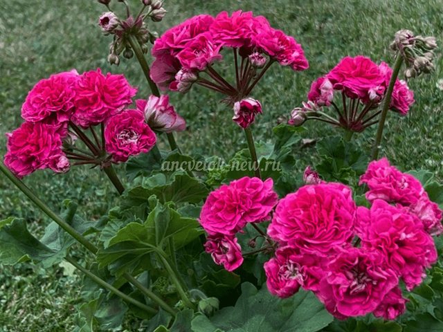 5aed05f6-a0ae-44d0-a1ac-2fd3c2927764.PNG
