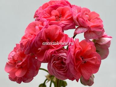 a18f8da8-0e36-41b3-a38e-335adf13e470.jpg
