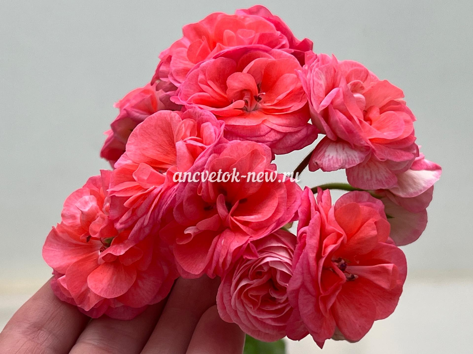 b1fa1f6e-245c-48da-90ec-fe211f6b63ce.jpg