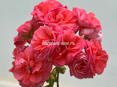 d5cf1b1f-003a-4aed-8a14-4e08654007ad.jpg