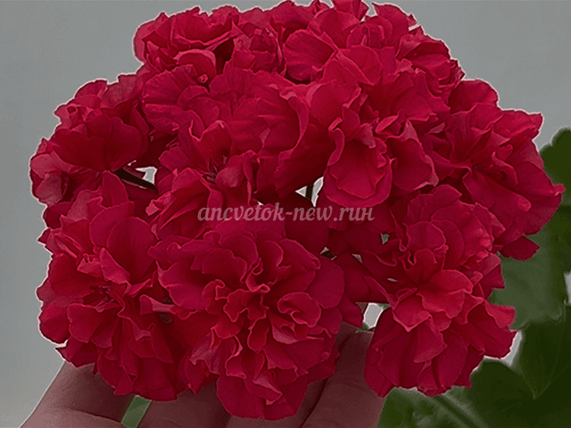 f309d67d-7c71-4e05-aede-7676e40e61d1.PNG