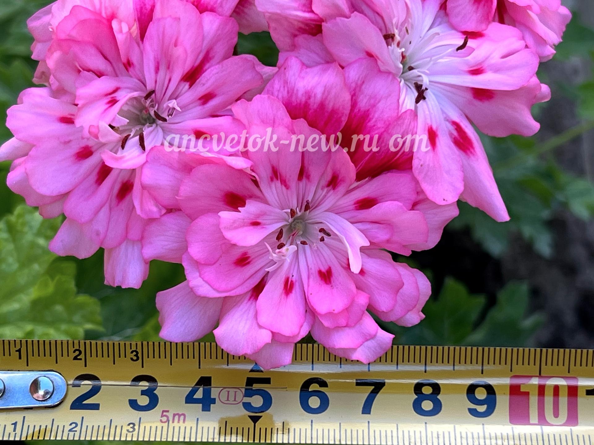 04f236e5-bee0-4fed-9be3-019cc19301f8.jpg
