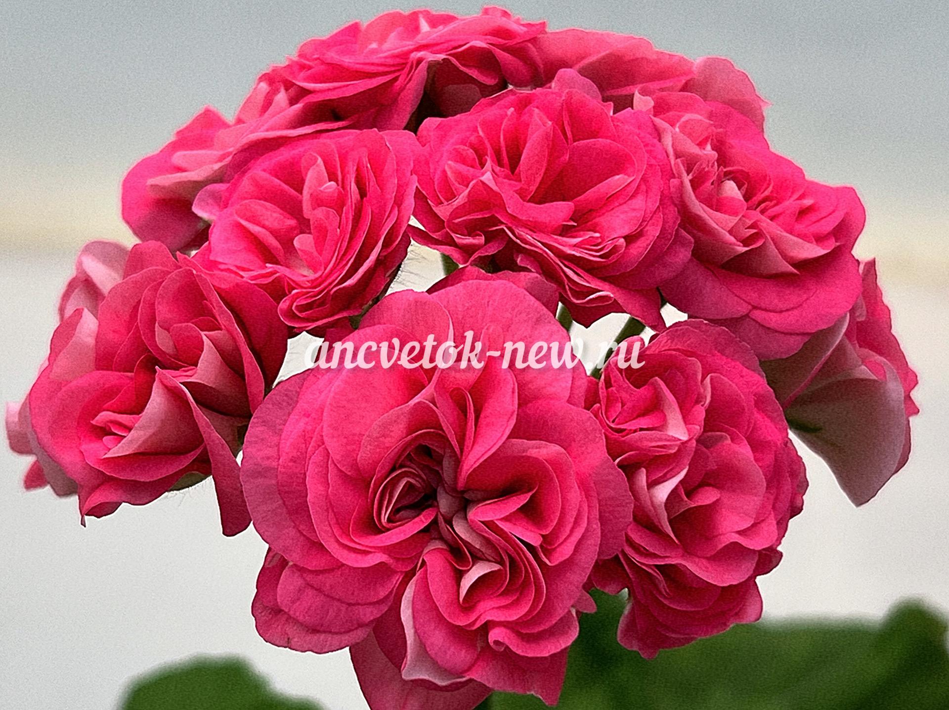 07b0b170-3c82-4523-b89a-7514eccb6d46.jpg