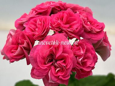 07b0b170-3c82-4523-b89a-7514eccb6d46.jpg