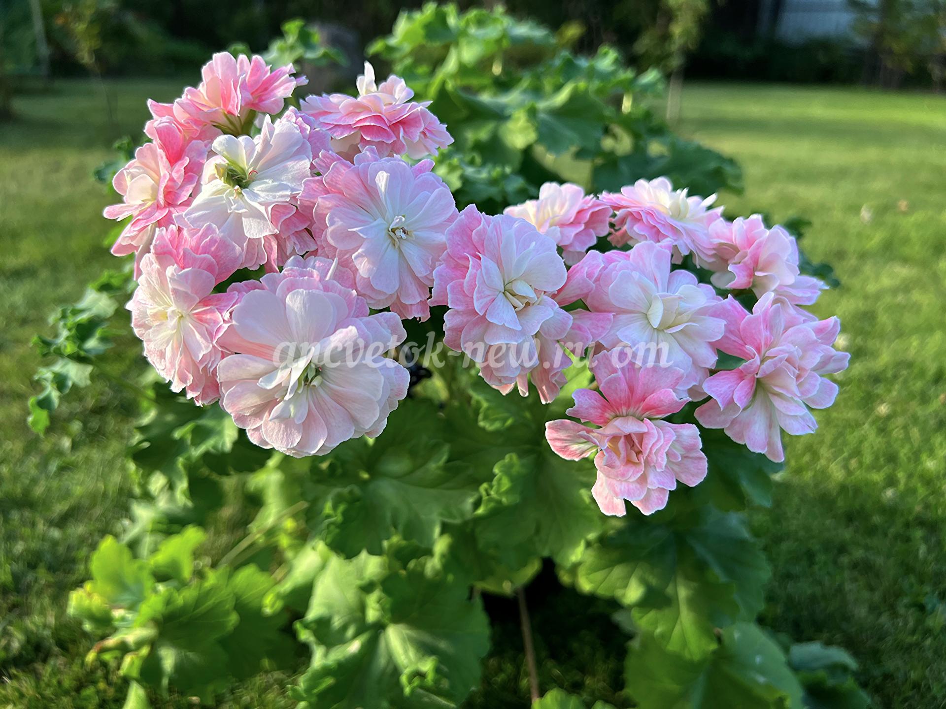 0aa8b5ac-5869-4ed8-bba5-2711c76d1bee.jpg