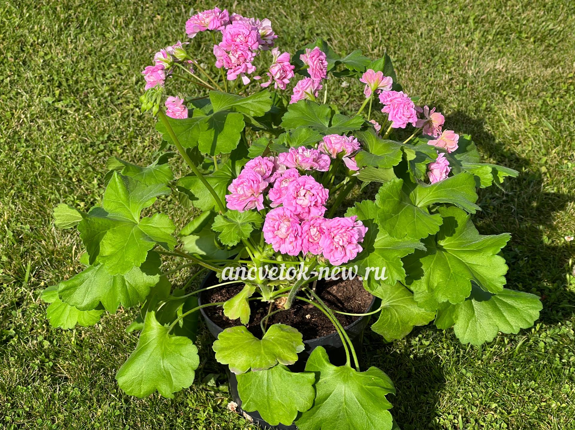 0e1d6340-e2aa-43e4-abfb-e6a1f73e4f13.jpg