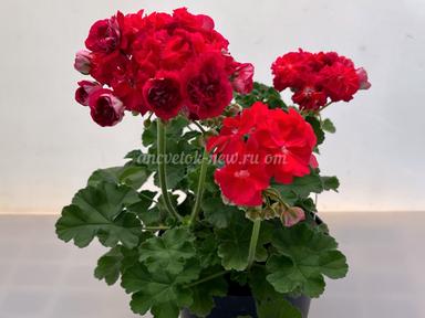 1fe3b745-04ca-4f84-9238-2454160ad660.jpg