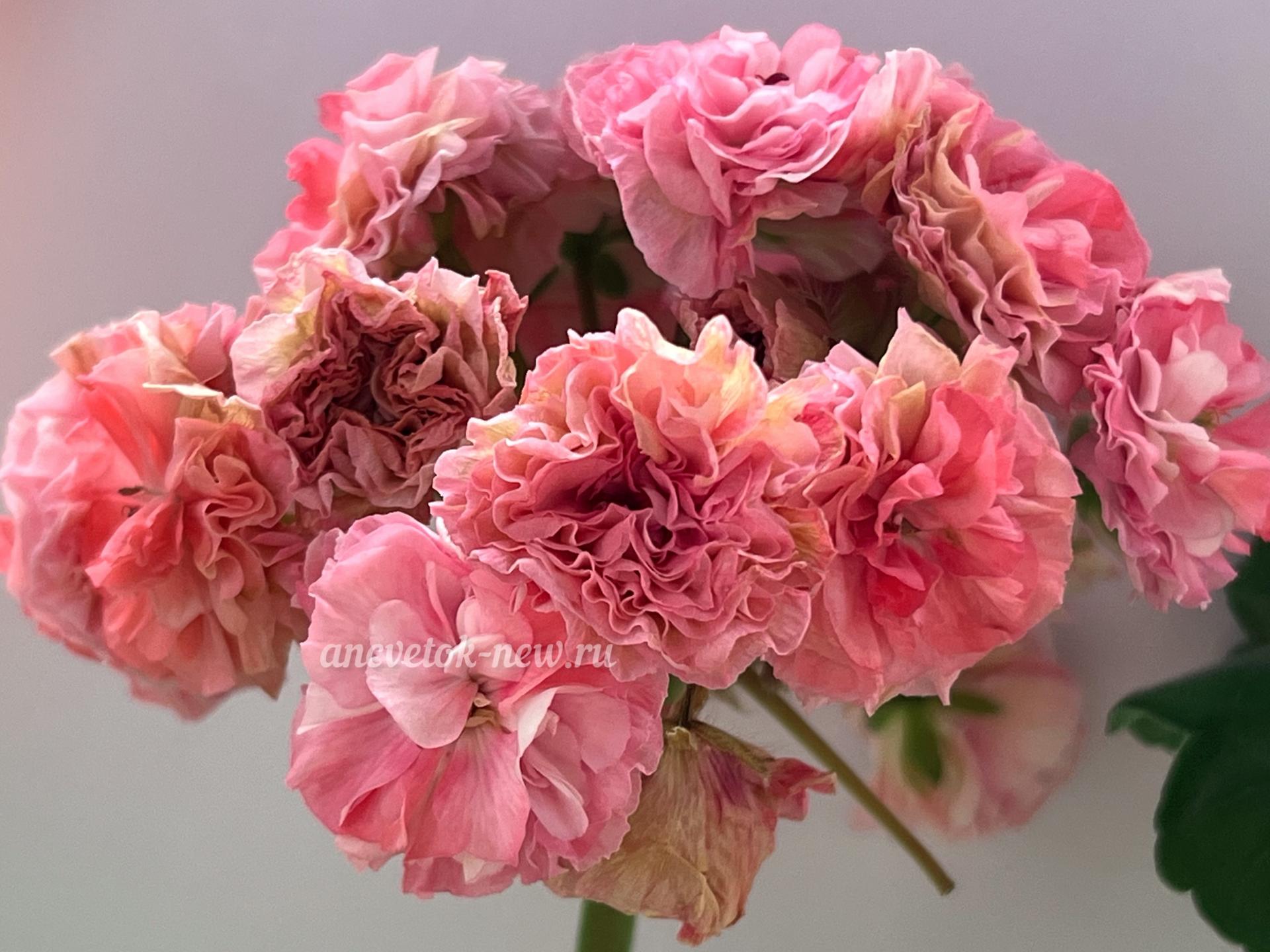 2b0042ed-e1cf-4acc-bf76-795dd578d13c.jpeg
