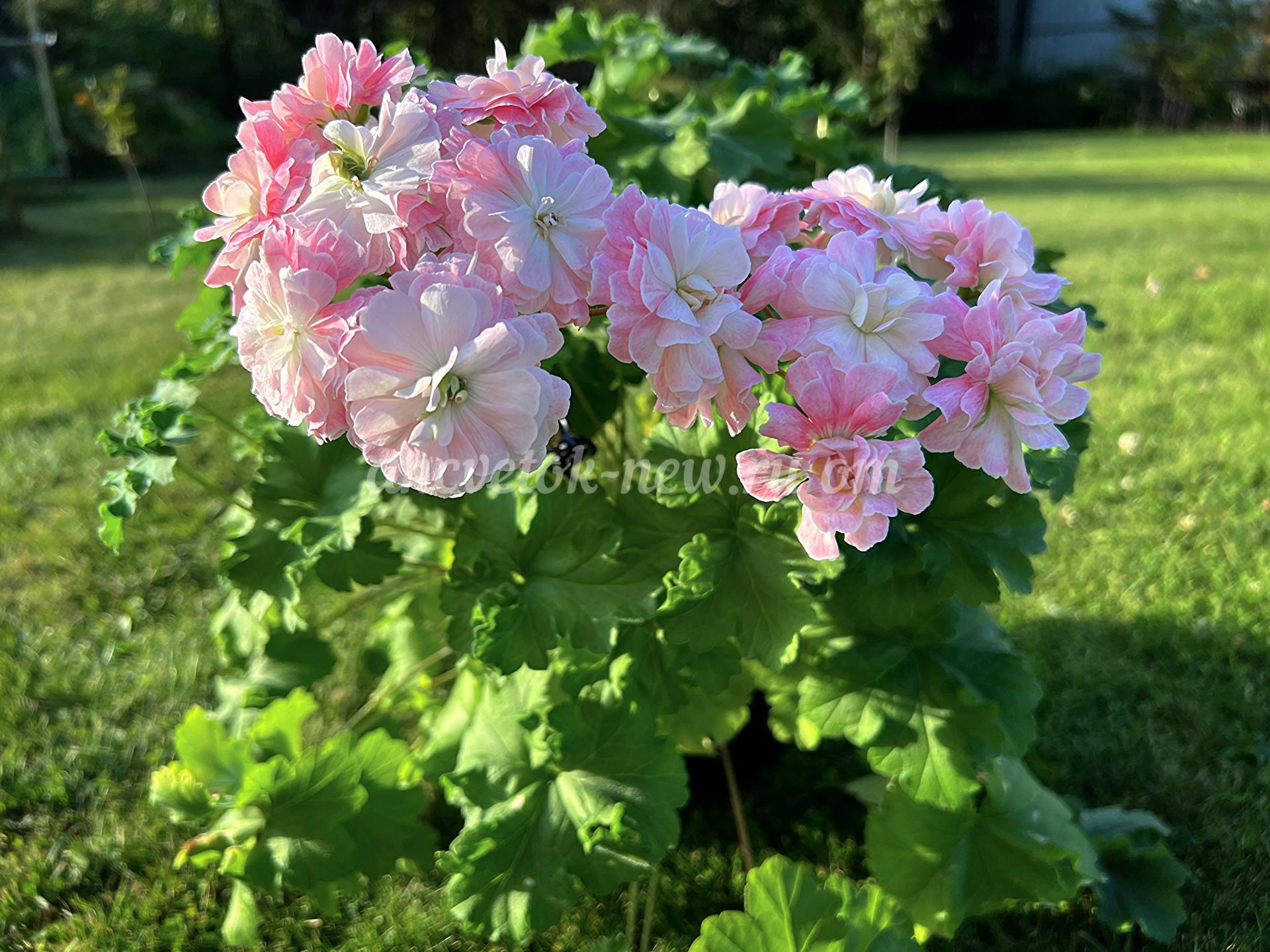 3a13f1ea-7d54-41e5-a322-d188ce6c4ecf.jpg