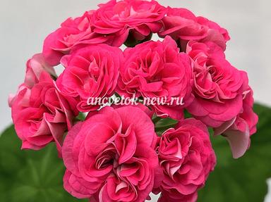 42f5483c-4d23-4121-b560-c65a0b4e9e51.jpg