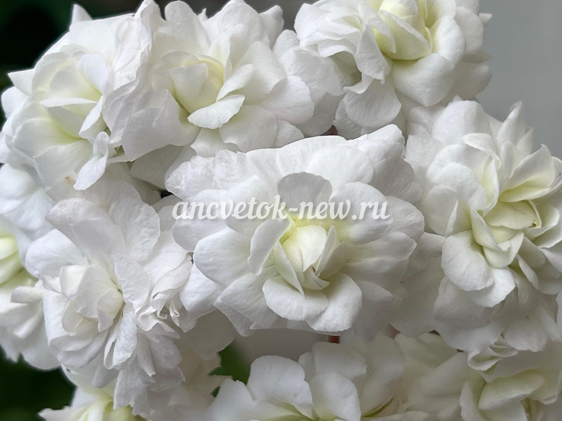 48c16d32-08f6-408e-9fd7-6c0e4e1dbb88.jpg