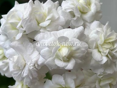 48c16d32-08f6-408e-9fd7-6c0e4e1dbb88.jpg