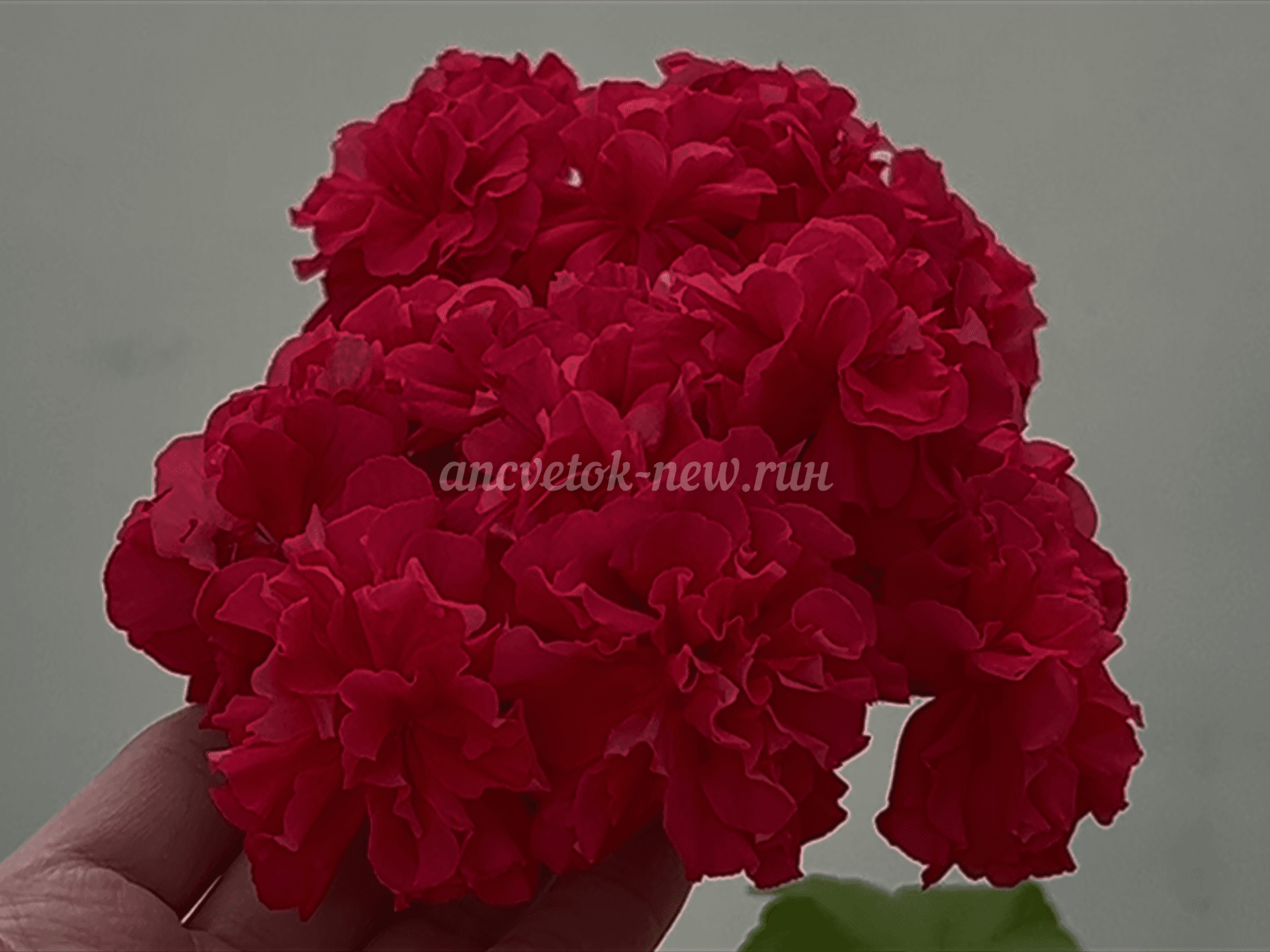 494cc3bb-7649-45ec-bbc5-e6aaa9495a29.PNG