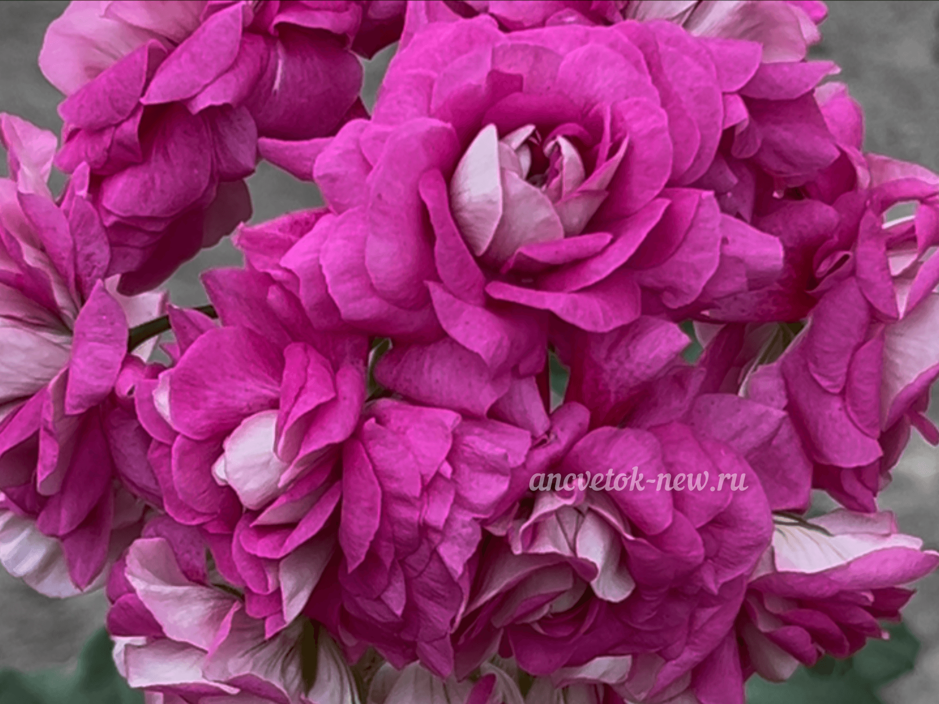 5ed3e431-f169-41b6-a99a-b835fb1bbb7c.PNG