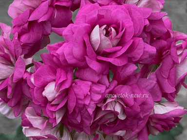 5ed3e431-f169-41b6-a99a-b835fb1bbb7c.PNG