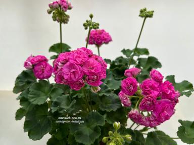614b7b65-2d04-4759-b812-35350dae8974.jpeg