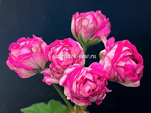 68a9b692-08f5-42e7-9eb3-46a26f64afe7.jpg