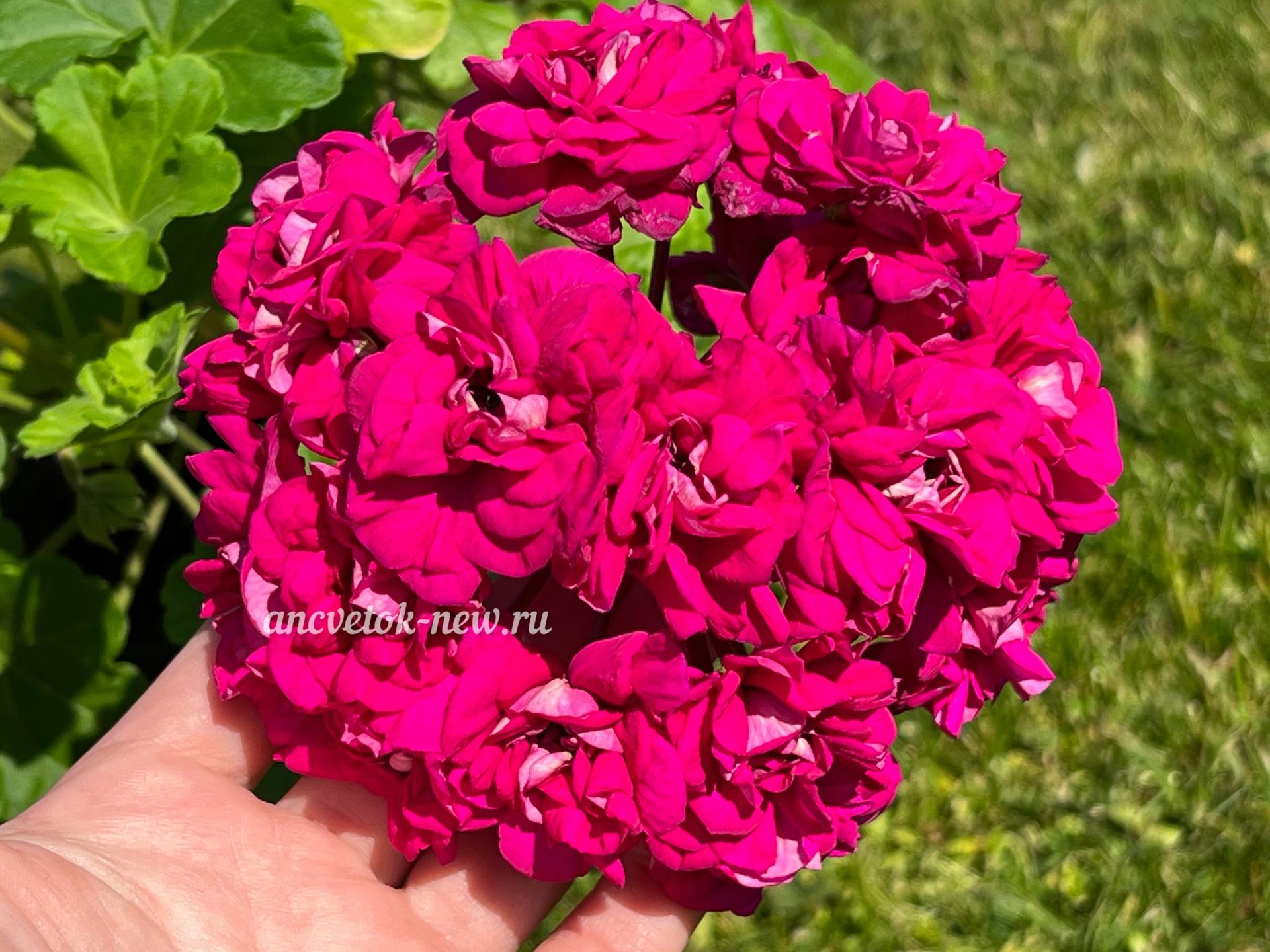 73d94d56-f725-4898-a670-f5fac9cad860.jpeg