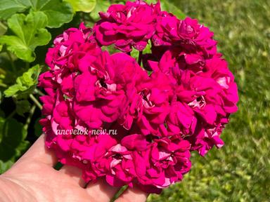 73d94d56-f725-4898-a670-f5fac9cad860.jpeg