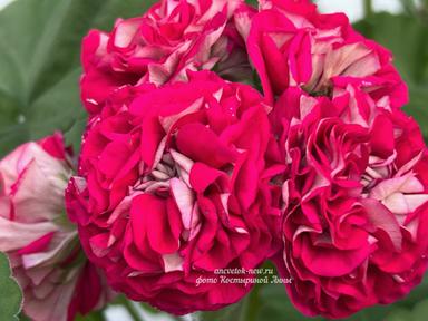 7b5545df-a010-438d-aec4-52590ad73ee2.jpeg