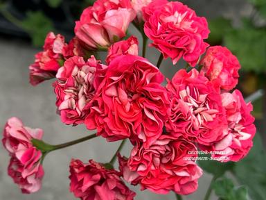 8aac18c9-983c-45ad-9d36-1d92fa53b1a8.jpeg