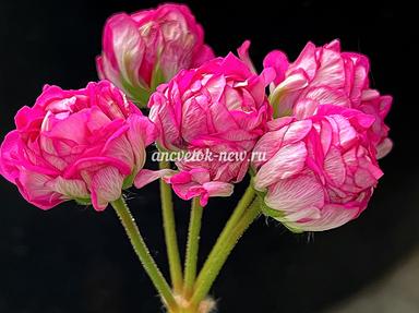 911dbc53-42e2-4416-a8ff-26997c55a05a.jpg
