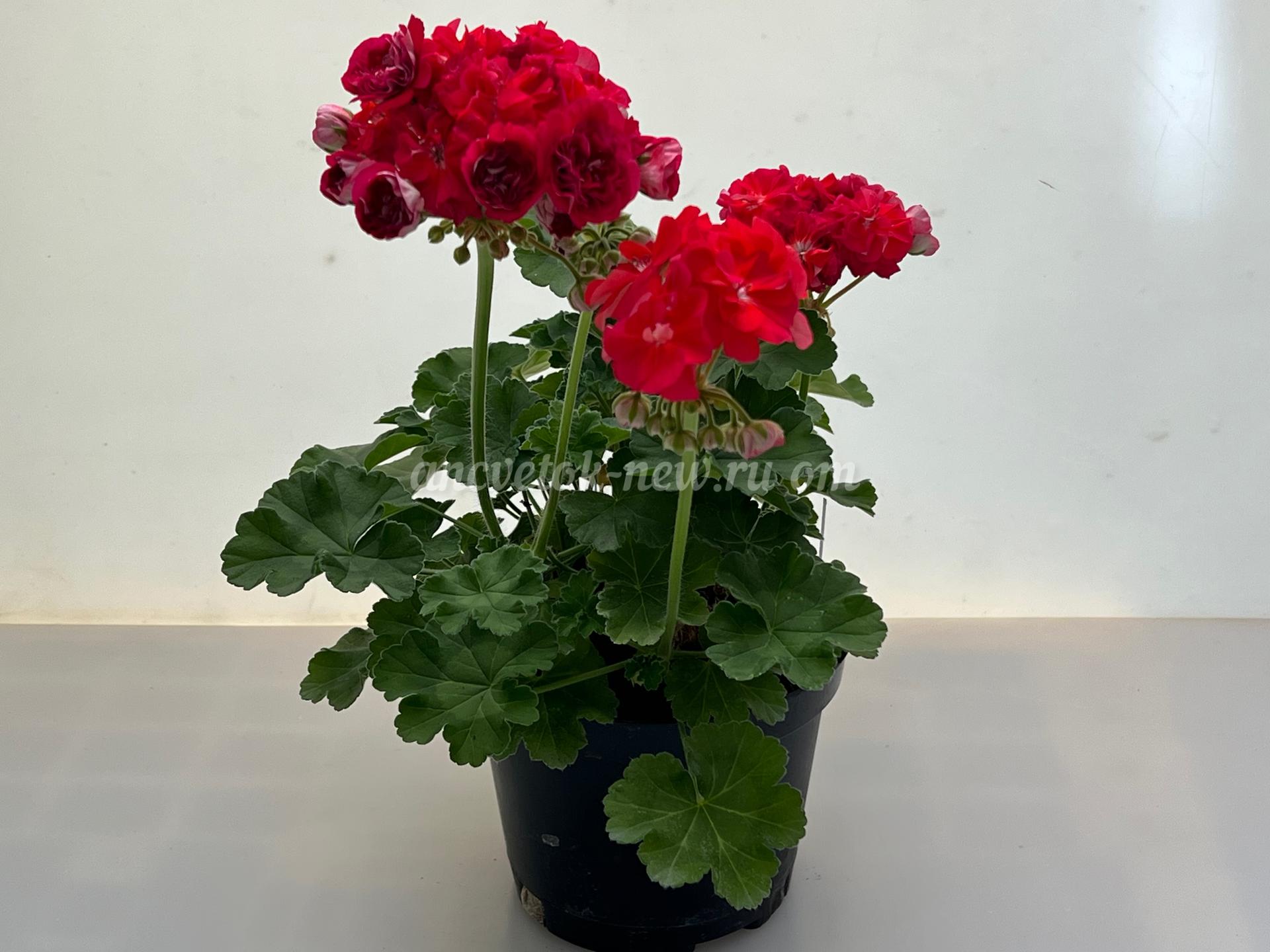 94e51822-08cd-47a9-8979-cb017535e1e6.jpg