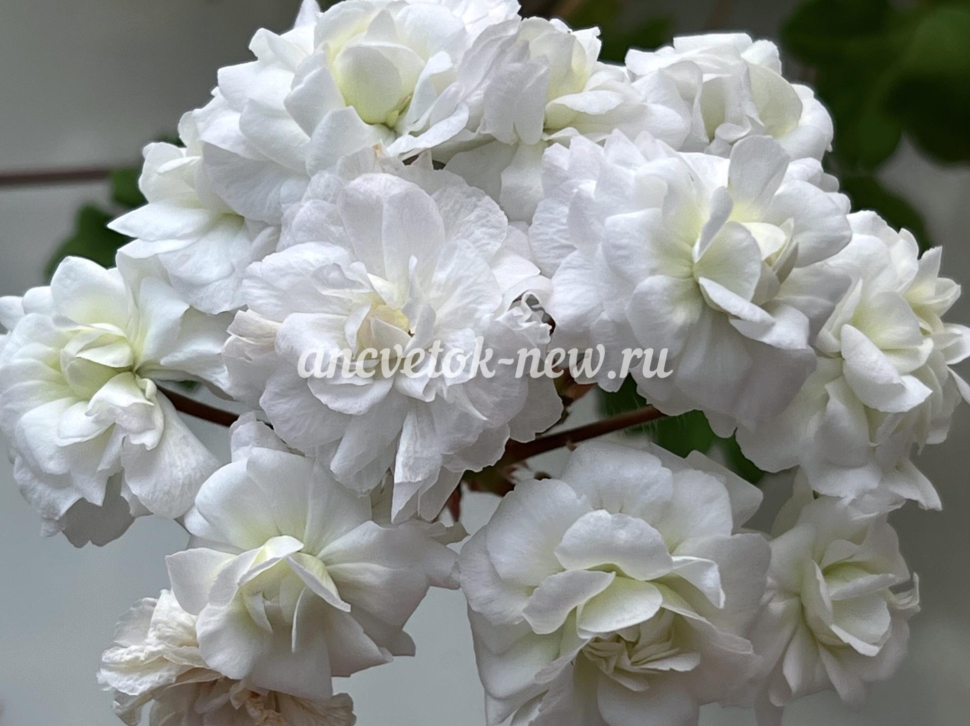 98303dbc-5c59-47c1-a5b4-4419aef3bf4d.jpg