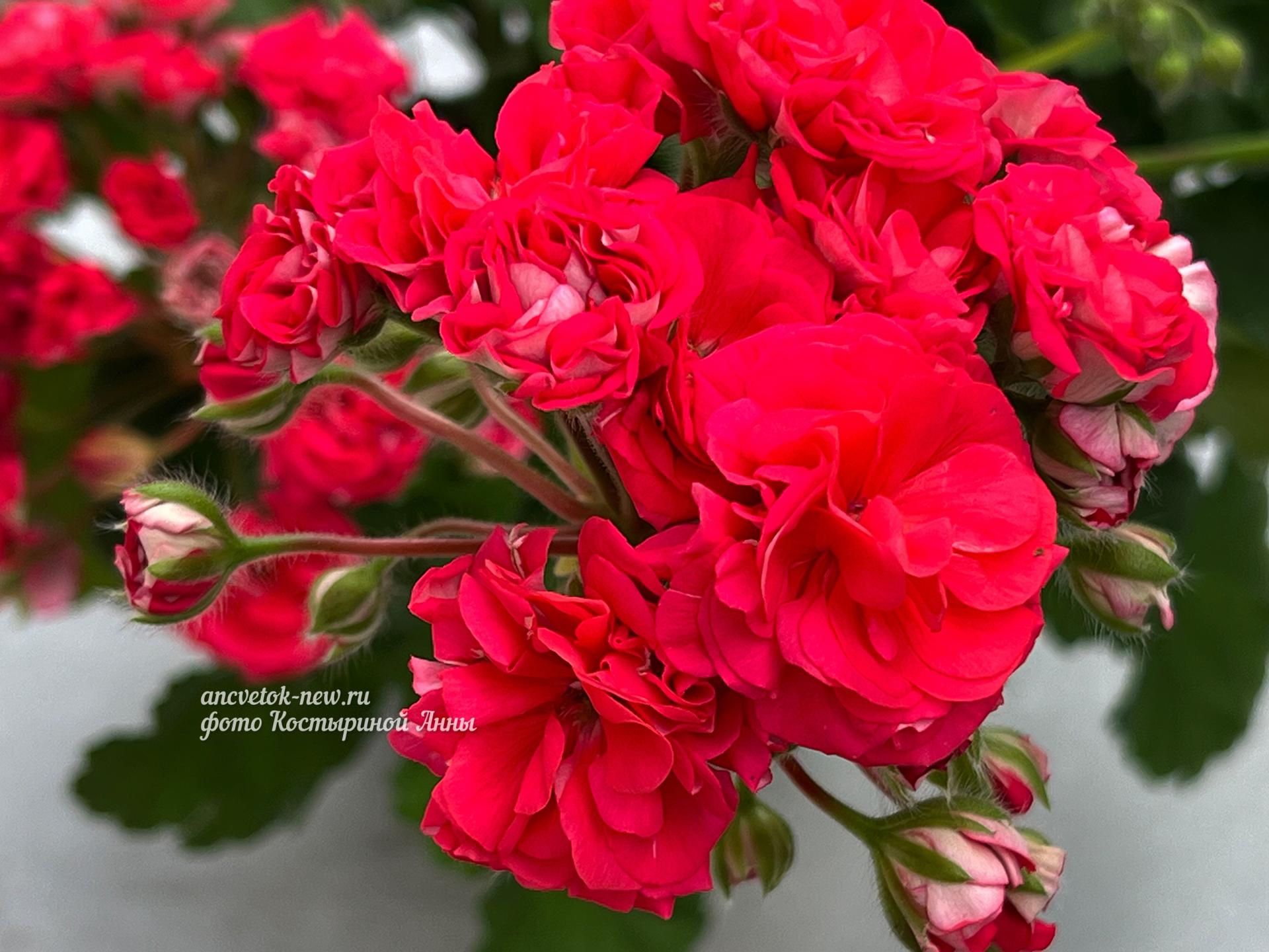 99873f3a-f0ac-42d9-aeda-348d2355d5cc.jpeg