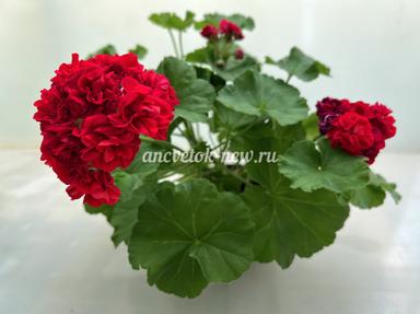 9dba1d21-7c97-44b6-9c54-1e3b4ab2f98c.jpg