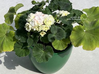 a2ff94d9-413f-4c5a-a91d-09883abd9f57.jpeg