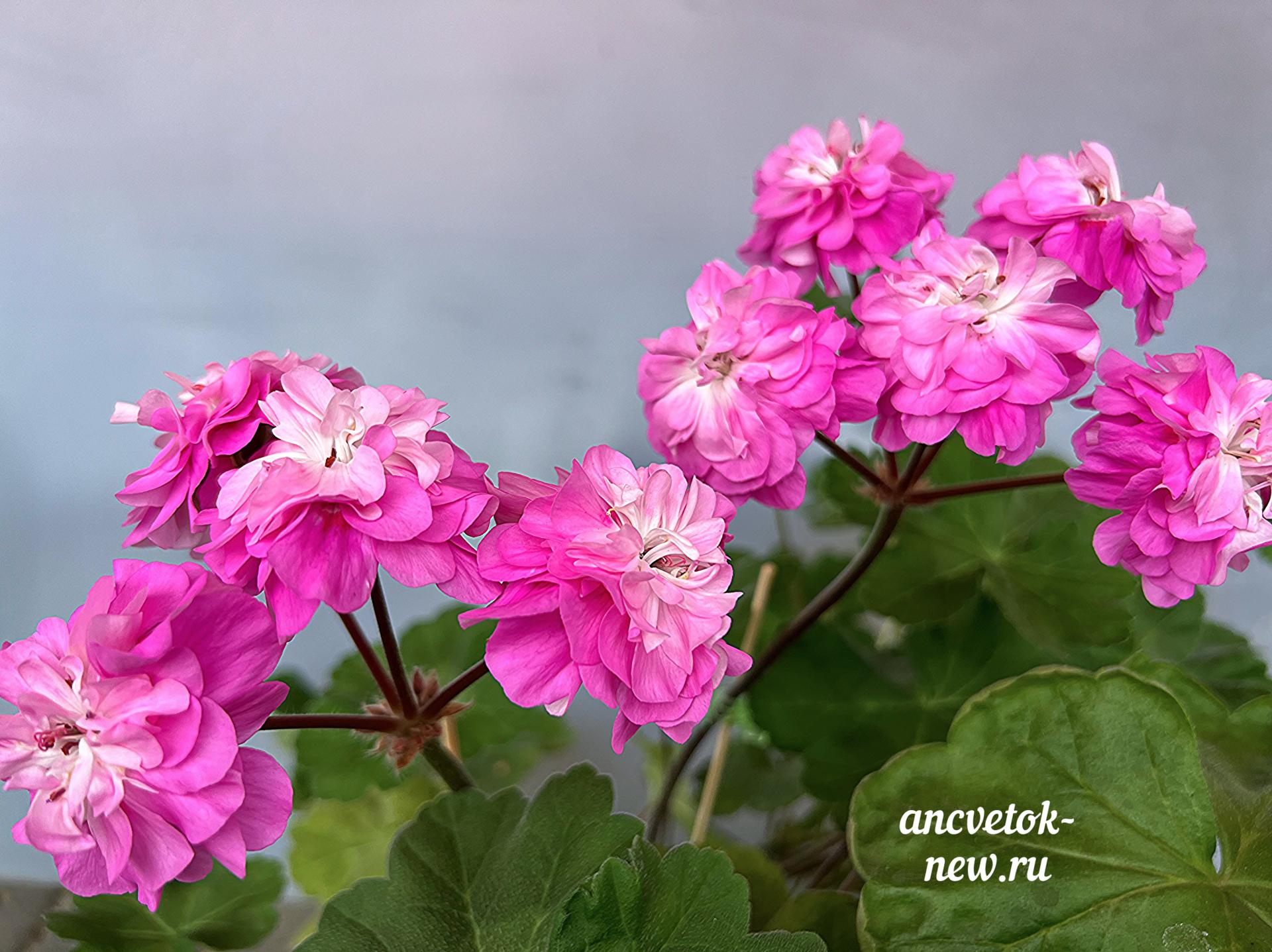 a92e5cef-8564-40ce-8974-263c23c6ed3f.jpg