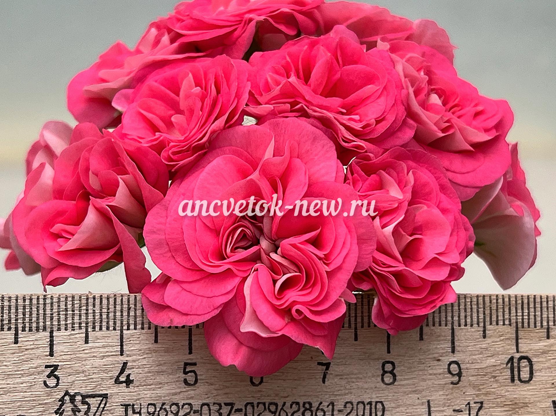 aee10ccc-8e02-4942-b295-61806c45444b.jpg