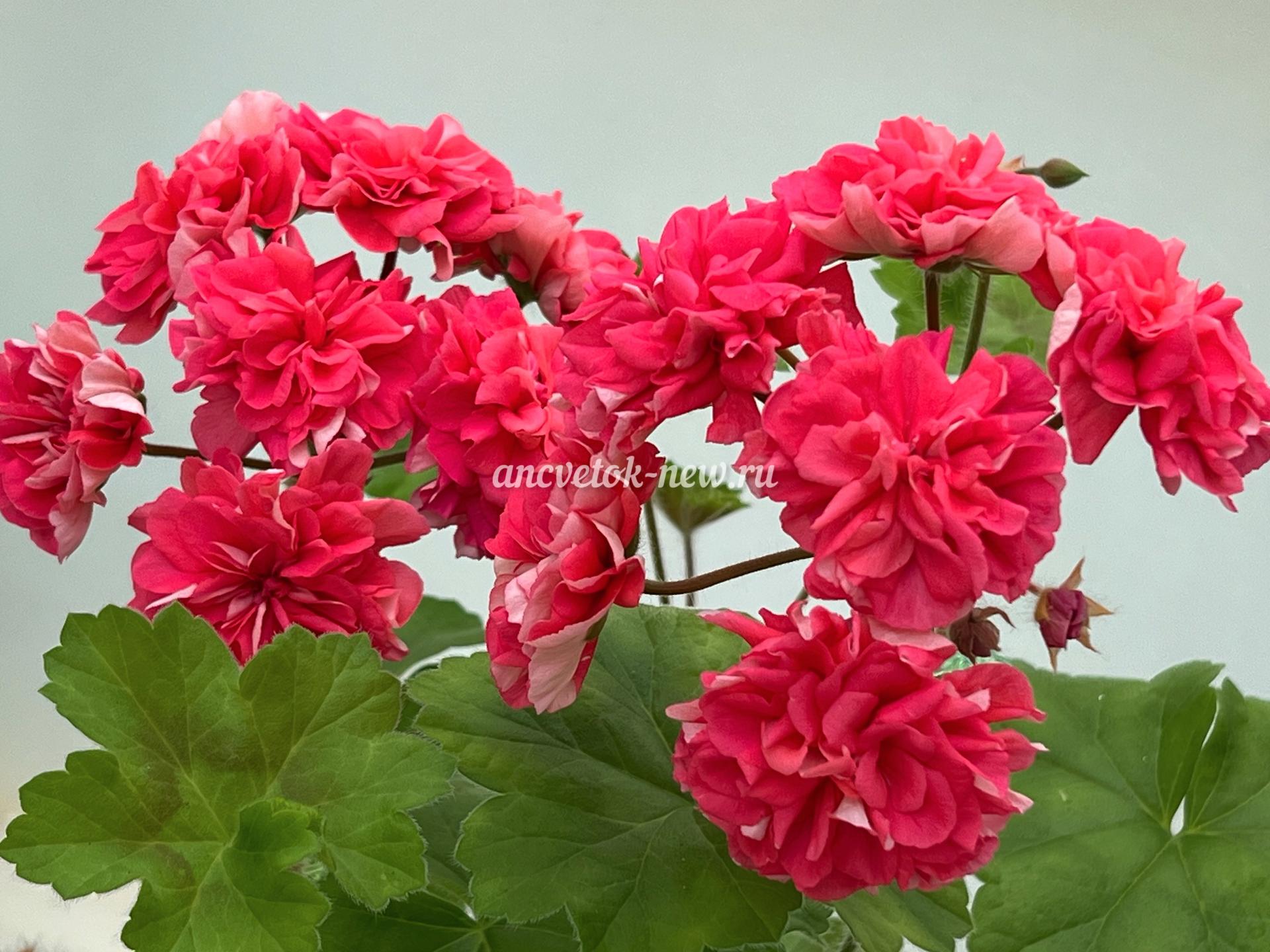 b2c19b34-122f-4451-a284-a84cce9c9c47.jpeg