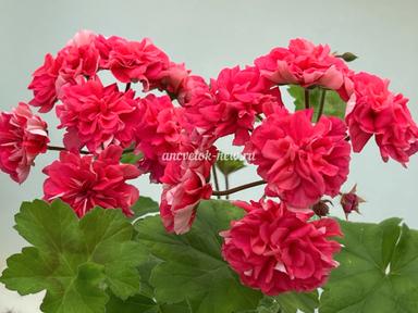 b2c19b34-122f-4451-a284-a84cce9c9c47.jpeg
