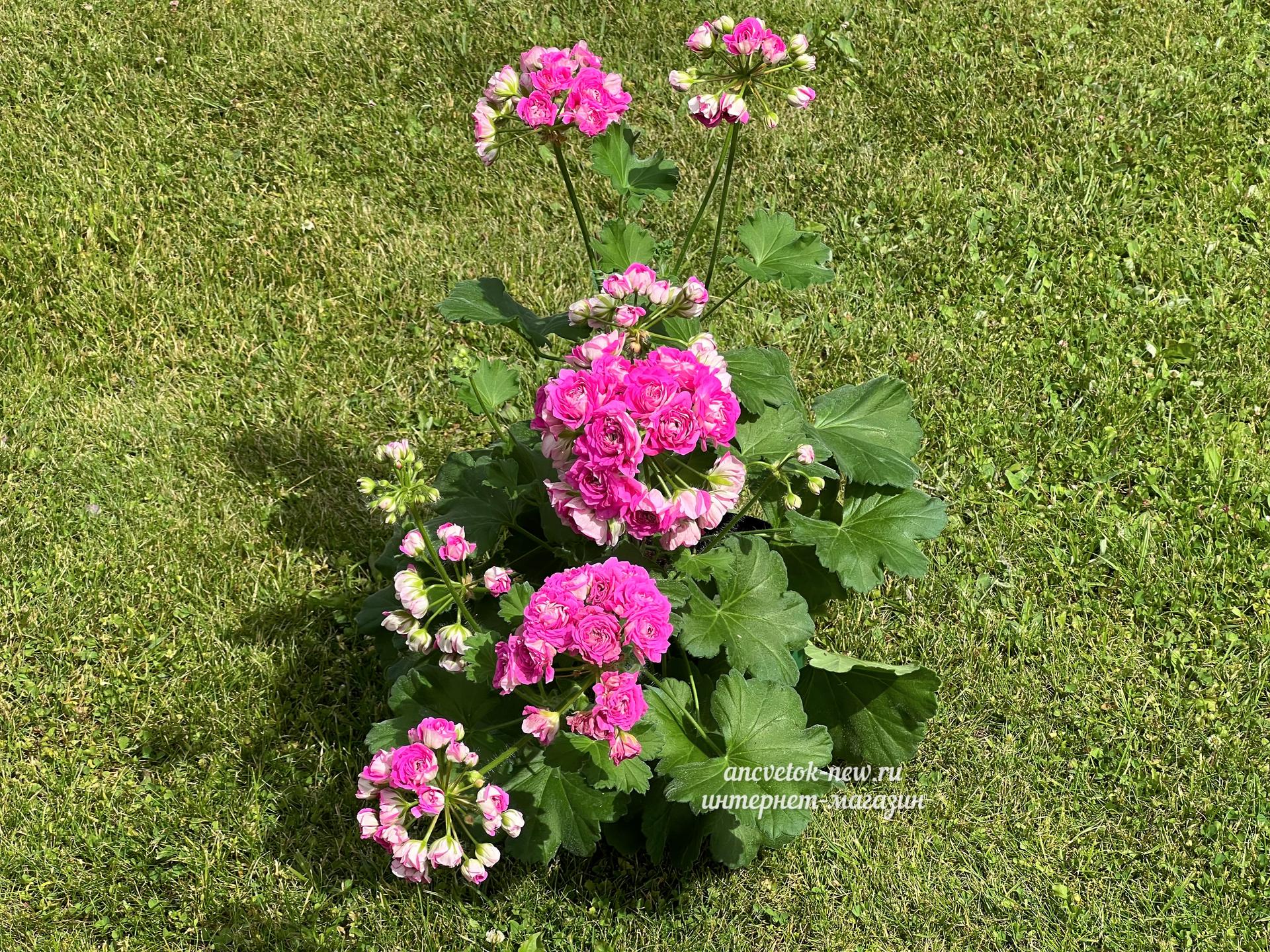 b360f3cc-e653-48ef-acd5-b13c5f703ca2.jpeg