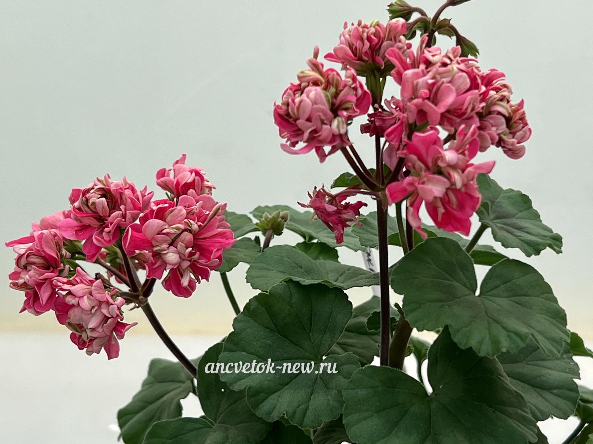 b3889da4-5973-483c-abc5-1d6888d5294c.jpeg