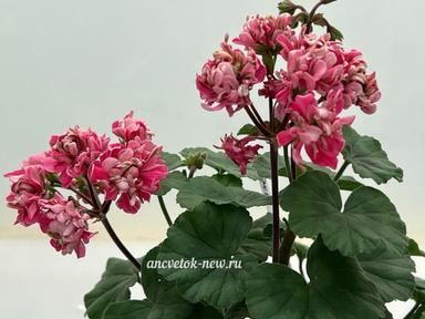 b3889da4-5973-483c-abc5-1d6888d5294c.jpeg