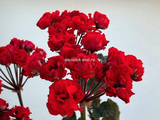 ca00fbf4-f2e8-4632-bcdd-824d48257112.jpeg