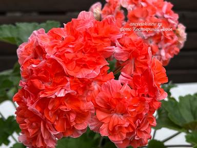 d77b6b51-cb9b-4ca6-a3a3-8e0ae7663332.jpeg