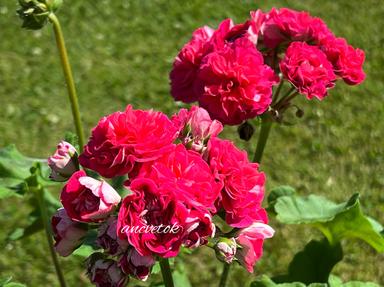 dbd605f8-8b69-4038-8463-93c6bbfa4b80.jpg
