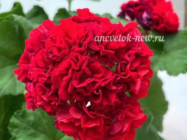 dd76efe1-dbe6-4d21-a5a7-7623ee9fe04d.jpg