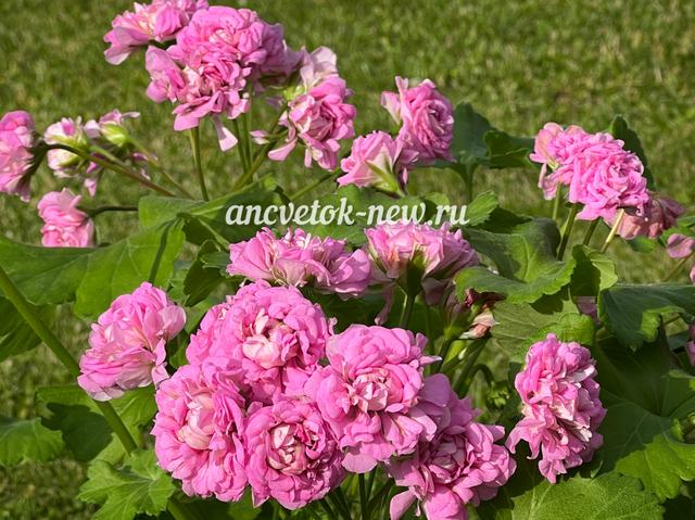 de854183-d2bb-40a7-948a-82ae34e82542.jpg