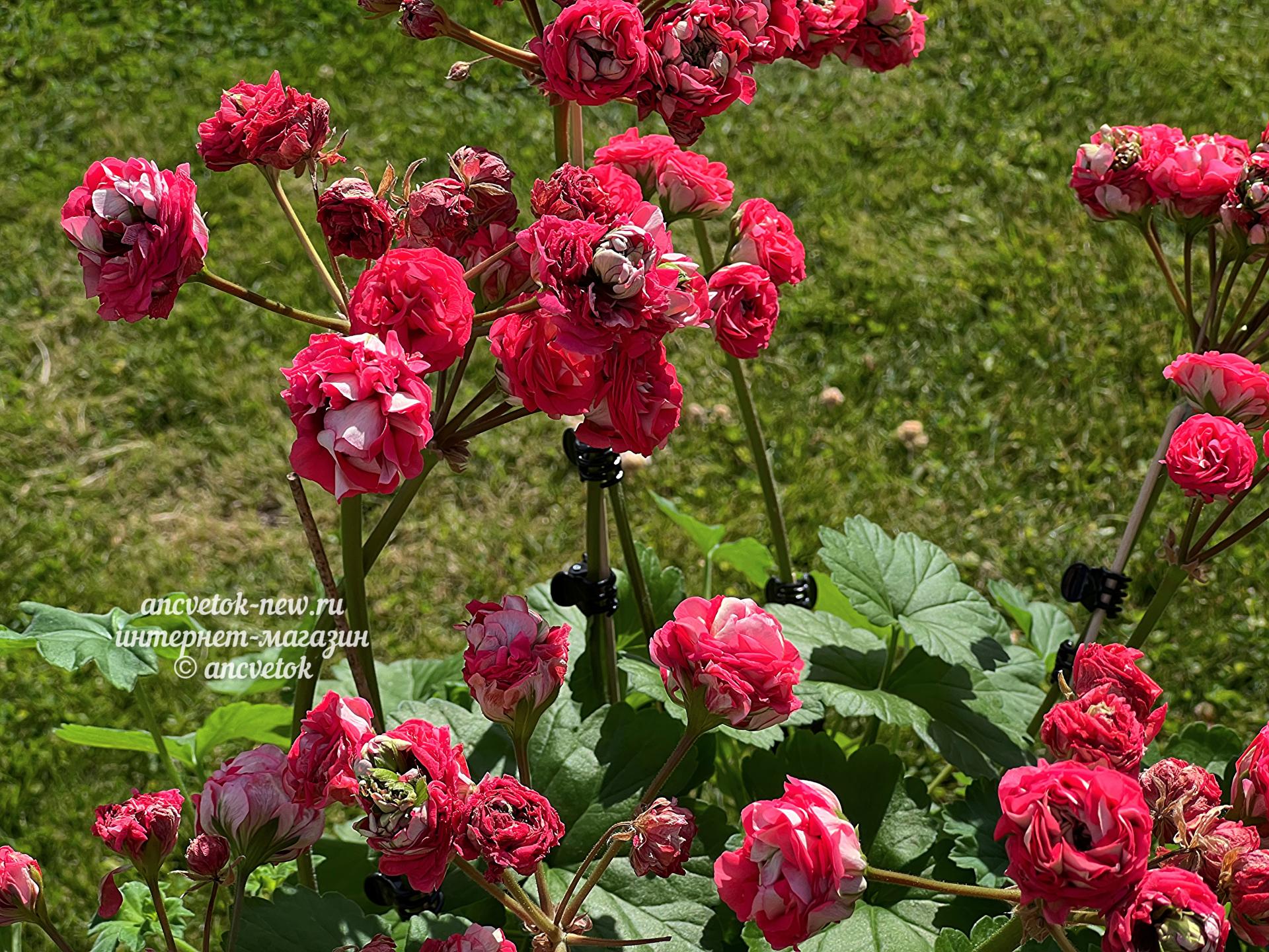 e2fa16d2-e6dc-4e4c-a55a-8ecb18bc97f8.jpeg