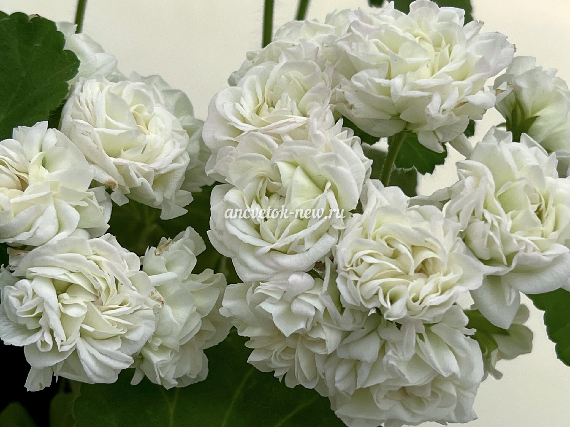 ee3b5bb1-8e58-4d54-a342-38a253484181.jpeg