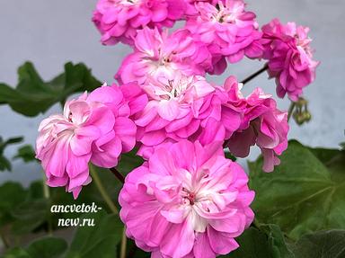f34dc3ad-eebc-45b1-a5cd-1b3440ccb181.jpg