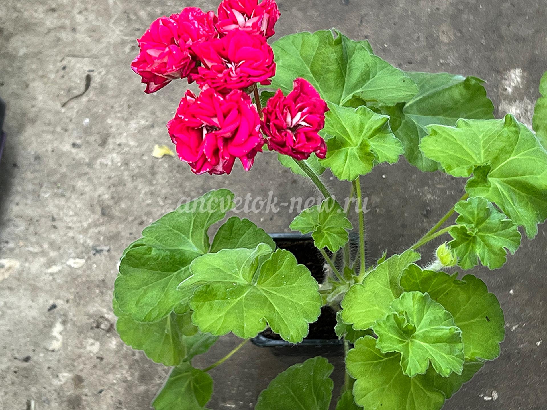 f690a4a5-690e-4d27-9218-68db1e9ddce4.jpg