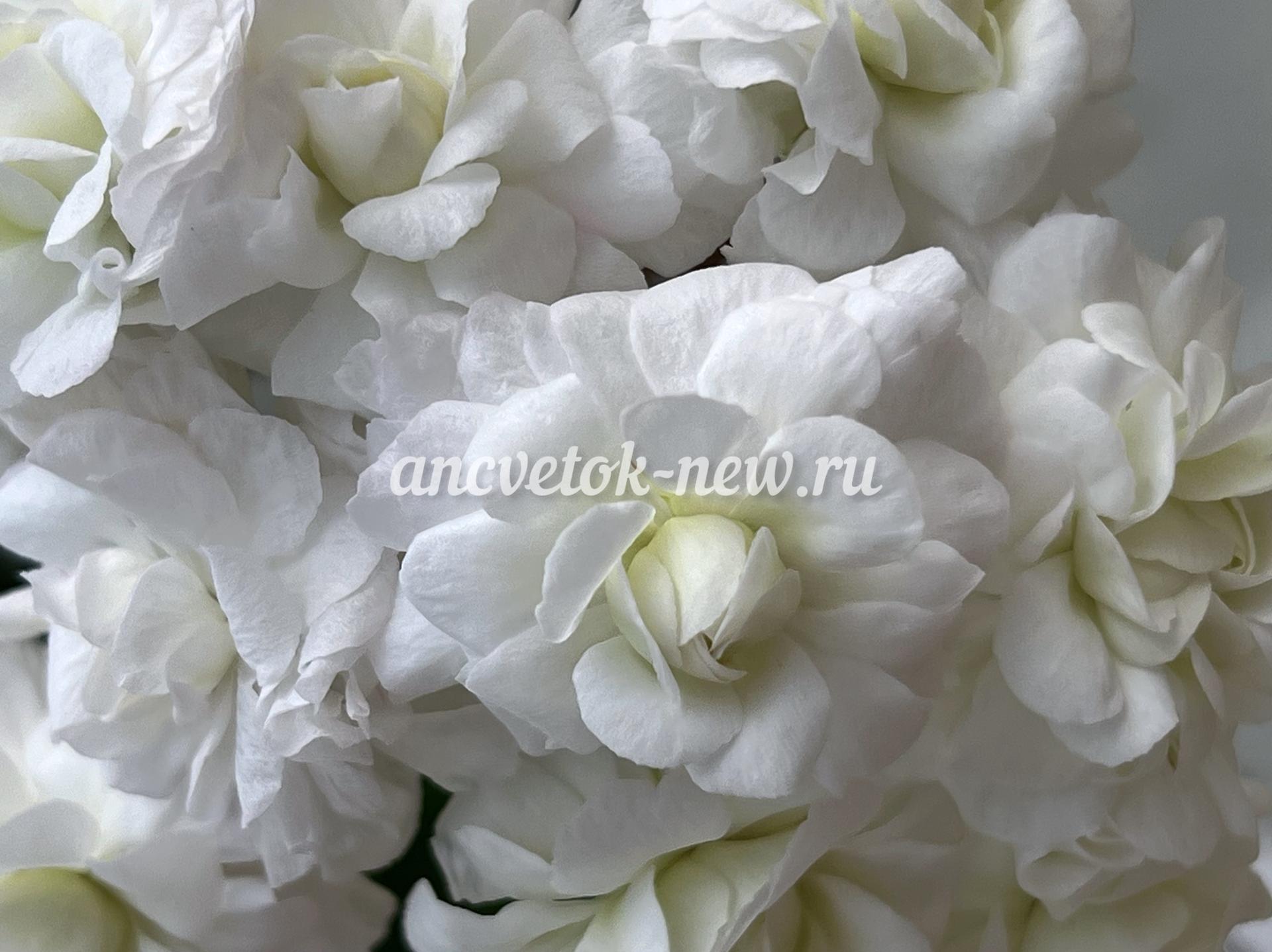 fedf80a5-e657-455d-a25f-85247178924b.jpg
